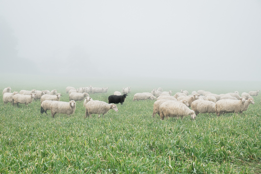 2801-La-pecora-nera.jpg