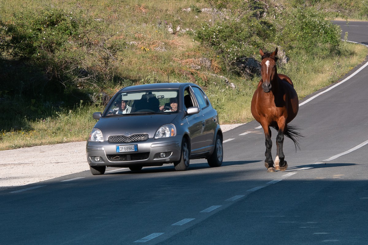 Costantino_Francesco_1_old-_-new-mezzi-di-trasporto.jpg