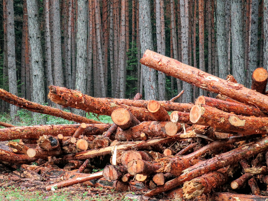 amme_Somma_Luisa_5_alberi-caduti.jpg