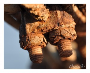 macro3