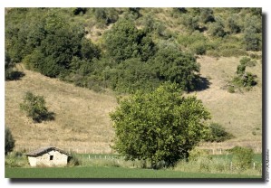 La piccola casa e la grande quercia