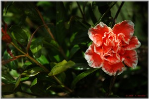 Fiore di melograno