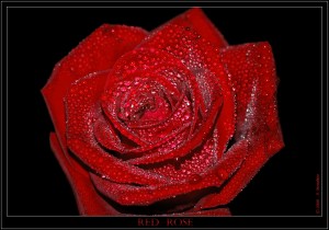 Red Rose