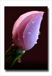 Rose_1a