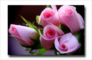 Rose_3a