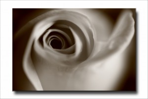 Rose_b&w