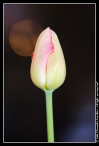 Tulipano