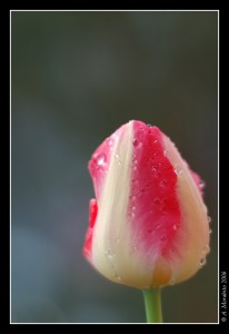 Tulipano 1