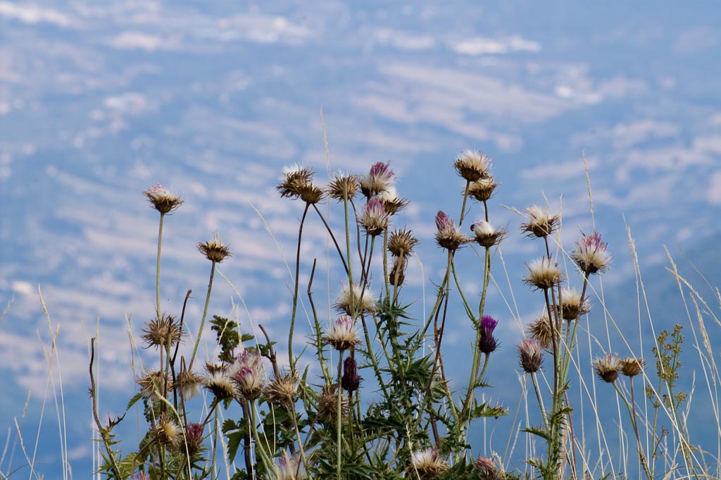 fiori di montagna