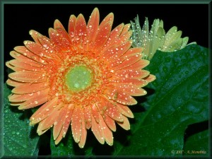 Gerbera 1