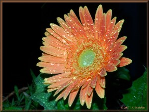 Gerbera 2
