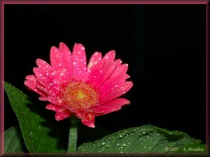 Gerbera 3