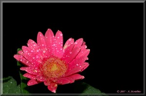 Gerbera