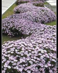 Margherite viola