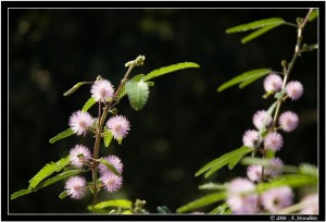 Mimosa pudica 2