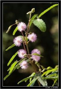 Mimosa pudica