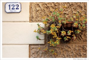 Muro fiorito