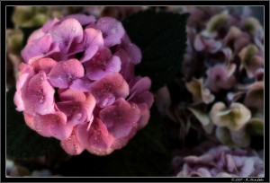 Orthensia sephia