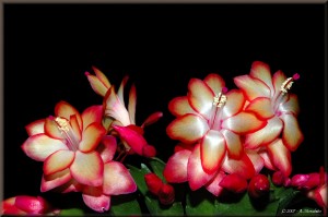 Schlumbergera 1