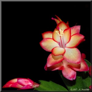 Schlumbergera