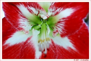 Tricolore