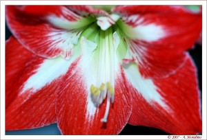 Tricolore 1