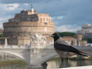 Il buon giorno dalla cornacchia!