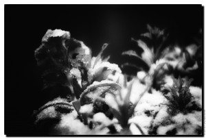 Snow in Black and white