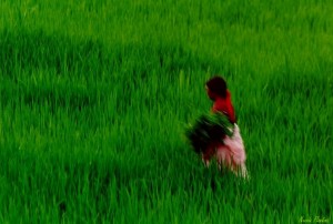 risonepal