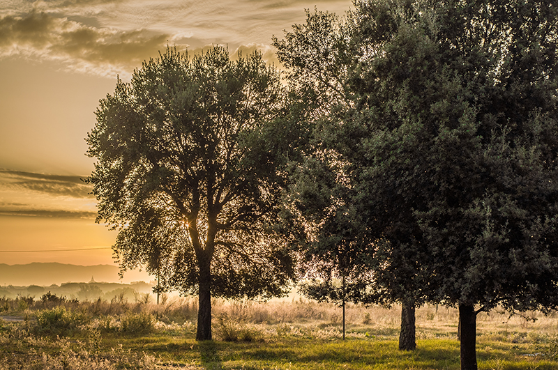 Sunrise behind some trees