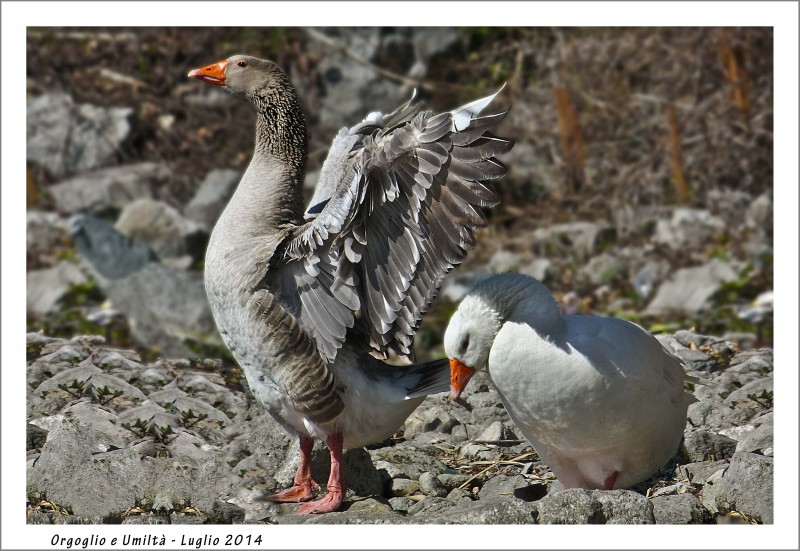 La Bellezza della Natura