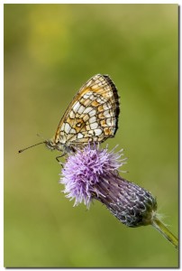 Natura_003
