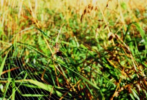 RAGNATELA
