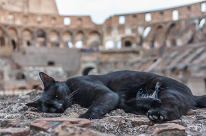Romeo er mejo gatto der colosseo