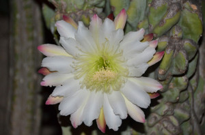 un fiore