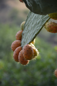 un frutto