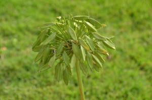 un germoglio