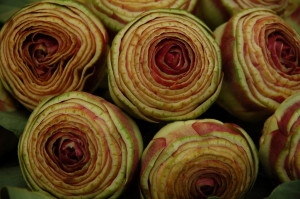 Carciofi romaneschi 1