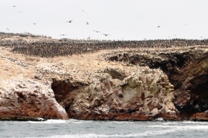 03--ISOLE BALLESTAS 14-11-2015
