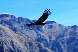 13--CRUZ DEL CONDOR 19-11-2015 13--CRUZ DEL CONDOR 19-11-2015 DSC_0079-BIS-2