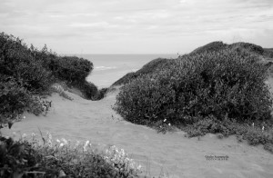 Le dune di Capocotta.