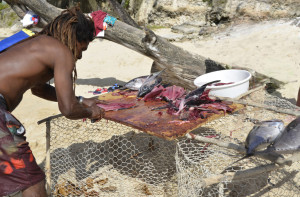 Antille - Guadalupe - Sfilettamento sulla spiaggia del pesce pescato