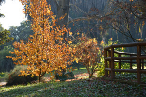 Assenza autunnale