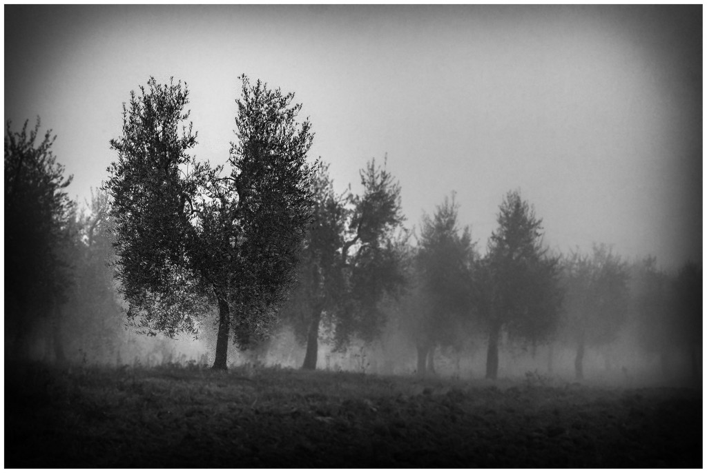 Angeli nella Nebbia