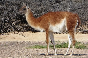 GUANACO P1040906BIS GUANACO P1040906BIS