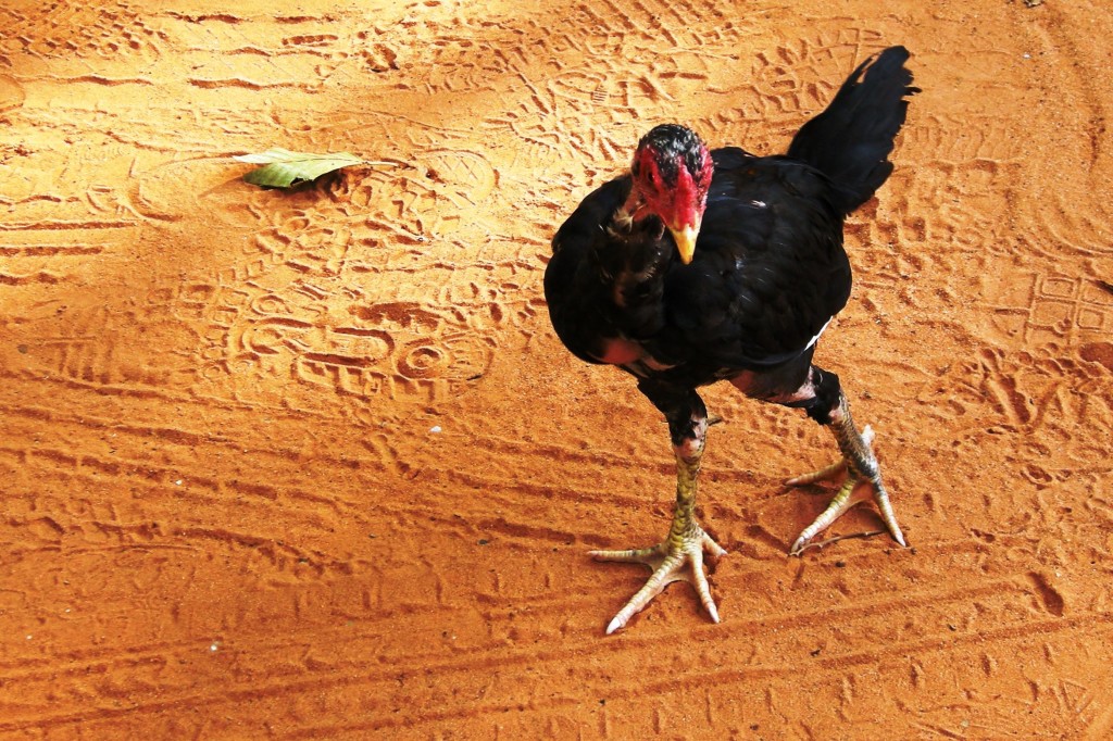 34_gallina_dscn4408