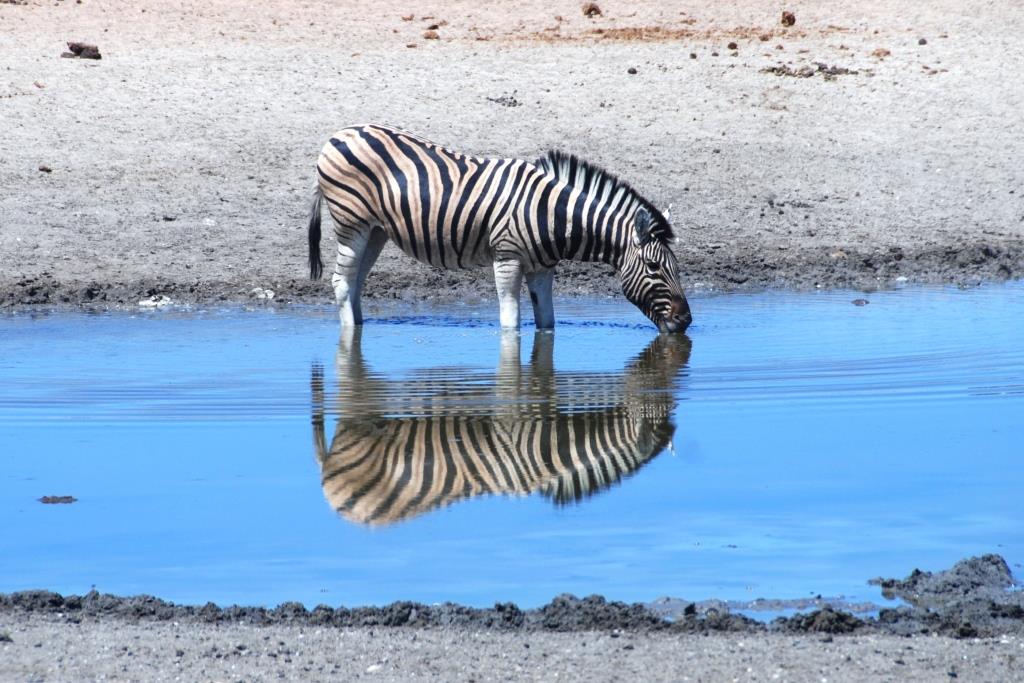 04-animale-2