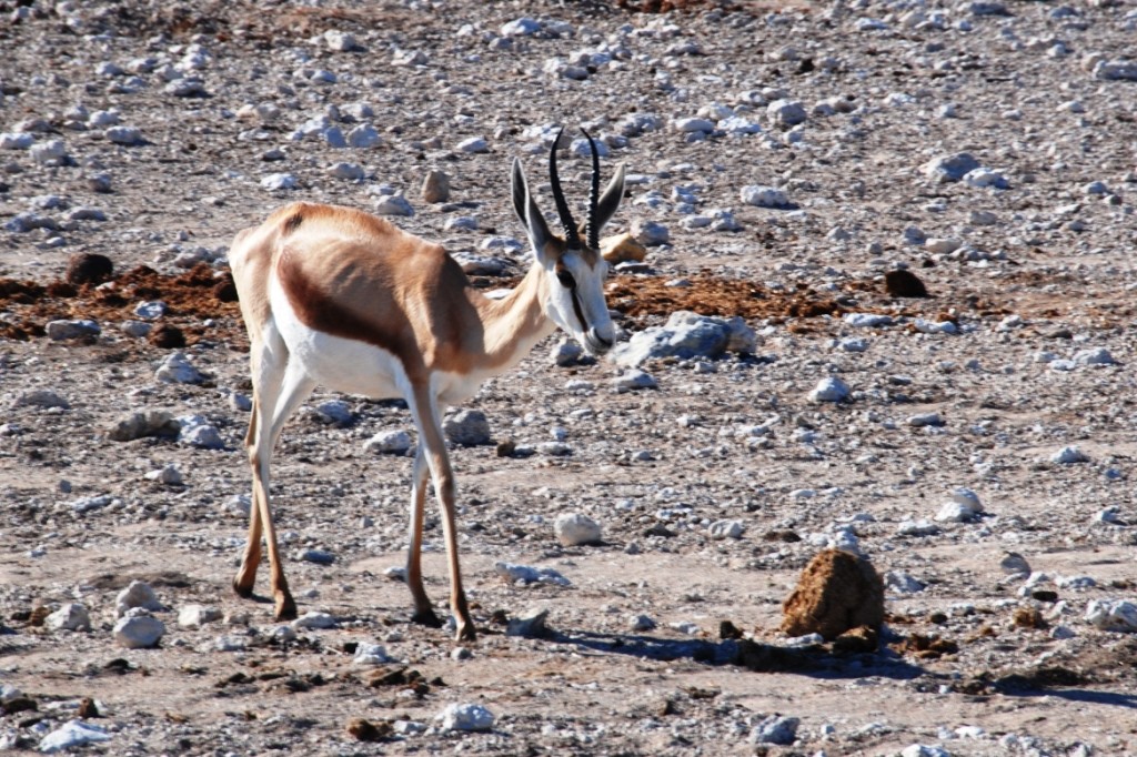 07-animale-5