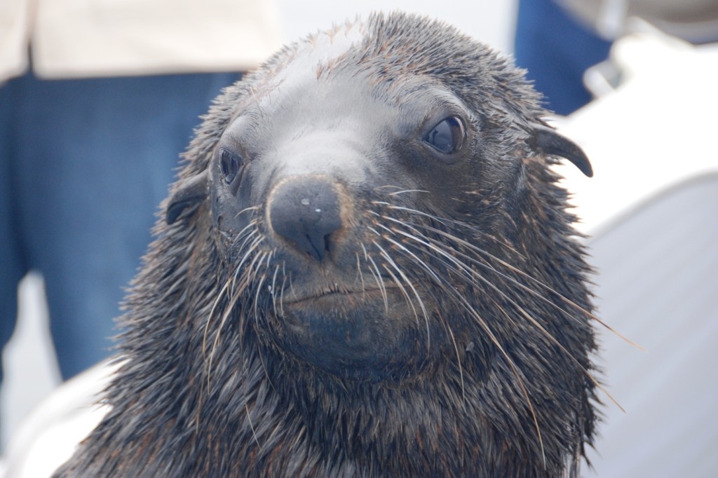 12-foca