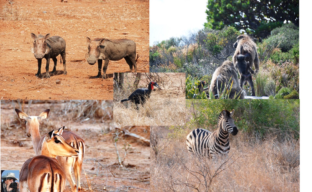 04-animale-2 04-animale-2_w